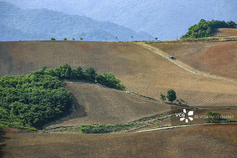 高地大白菜田，韩国安班德基图片素材