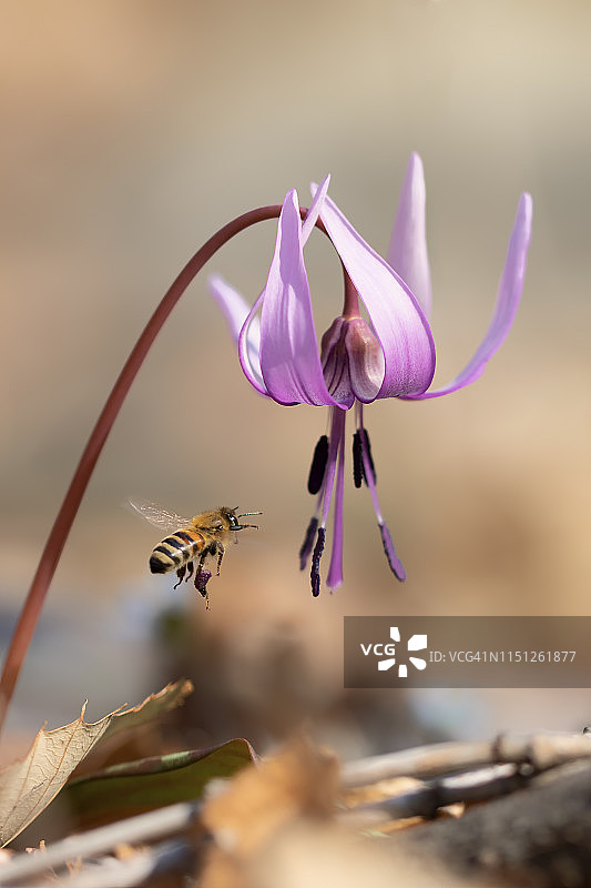 堇菜与蜜蜂图片素材