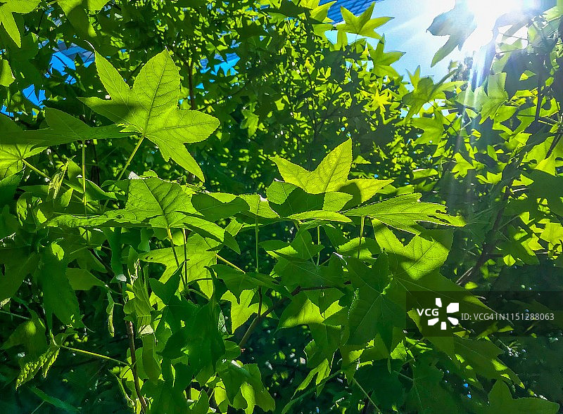 阳光下的枫香树新叶图片素材