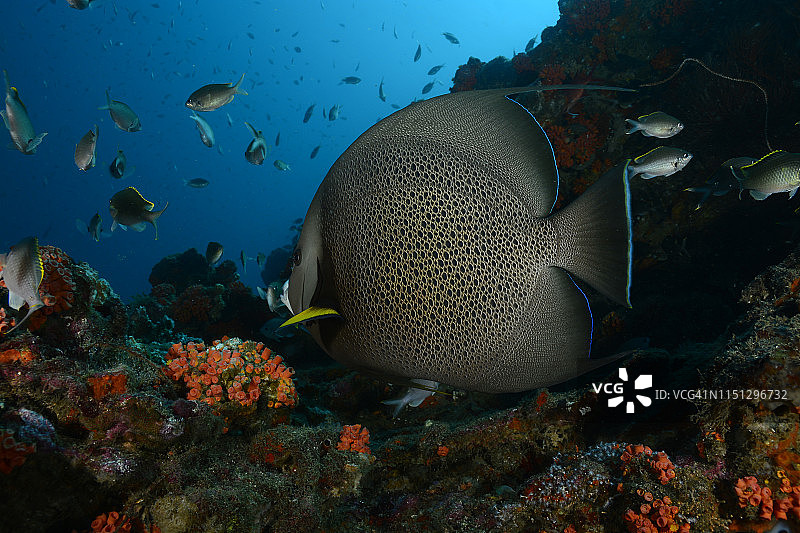 灰色神仙鱼图片素材