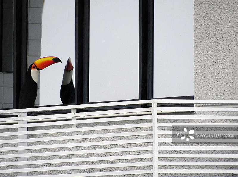 阳台上的巨嘴鸟图片素材