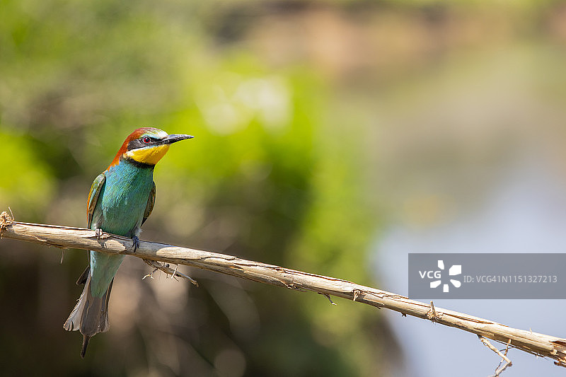 蜂虎鸟 - 巴塞罗那的约伯雷加特河图片素材