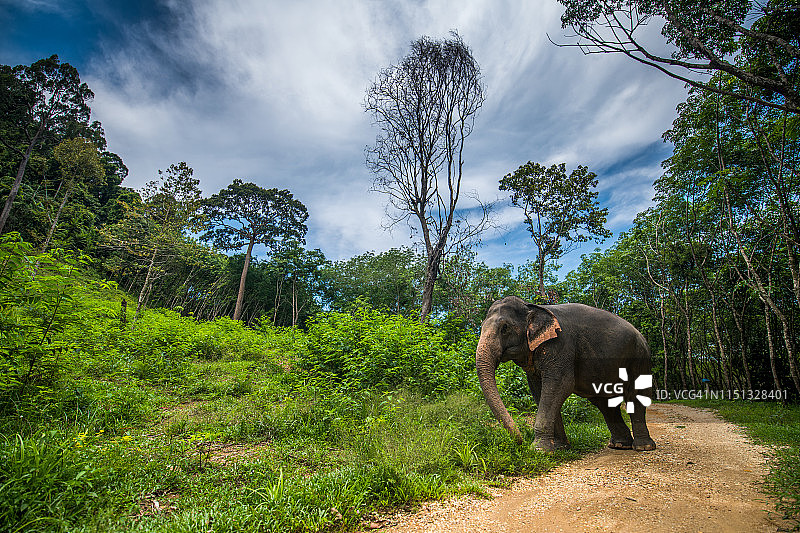 丛林里的大象图片素材