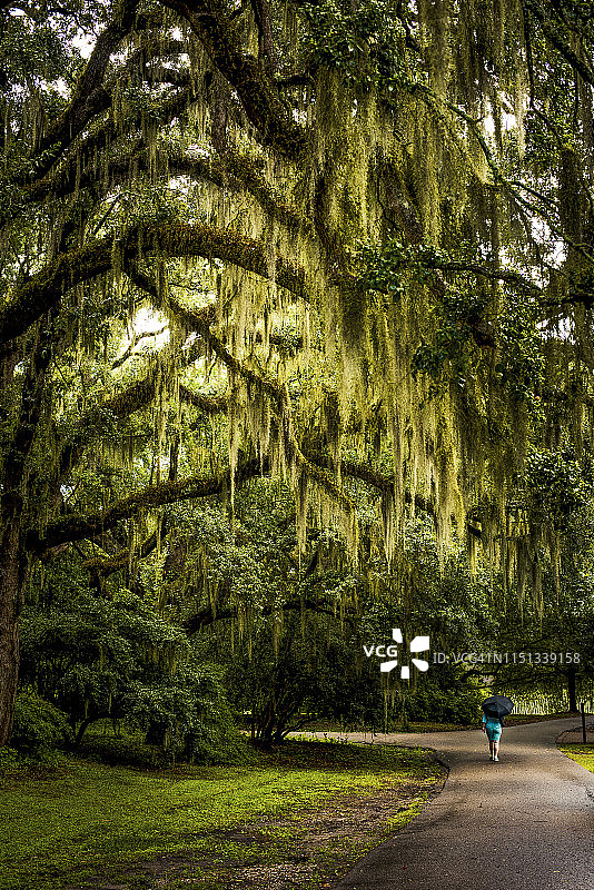 挂满西班牙苔藓的活橡树走道图片素材