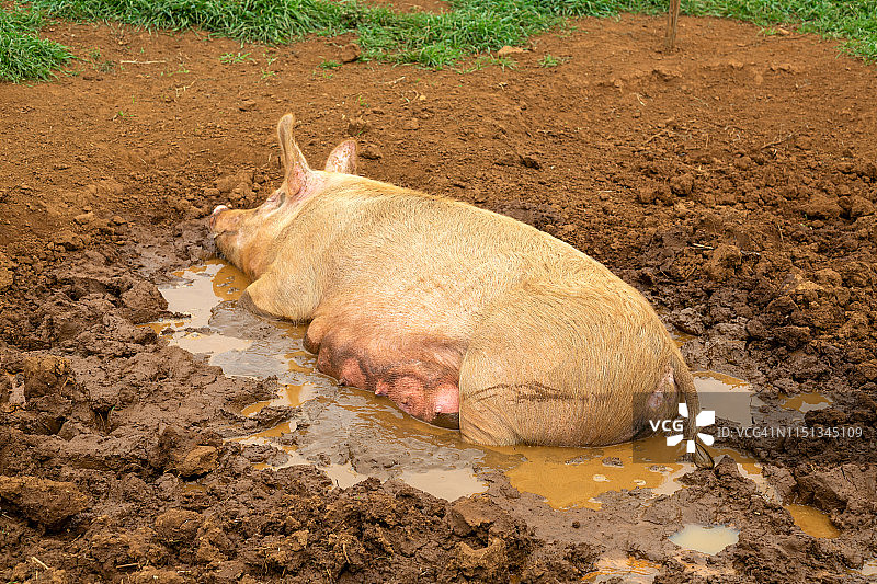 躺在泥地里的大母猪图片素材