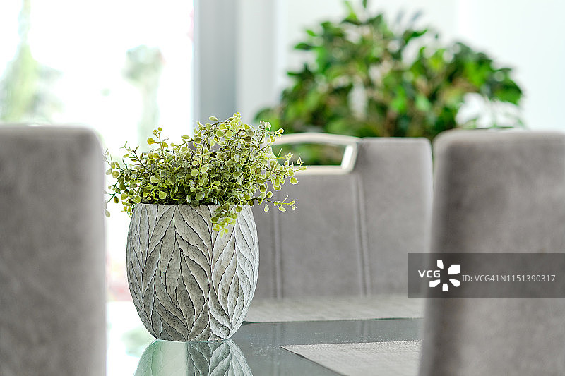 客厅玻璃桌上的盆栽植物特写图片素材