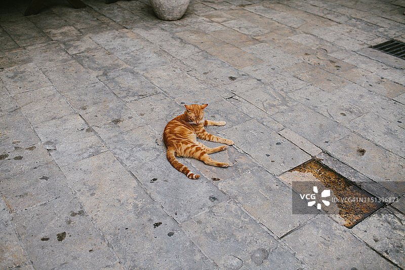 科托尔石头广场上打瞌睡的姜色猫图片素材
