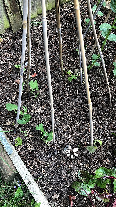 绿豆苗图片素材