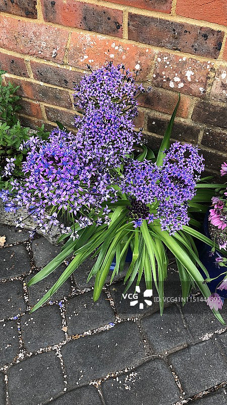 秘鲁蓝bells图片素材