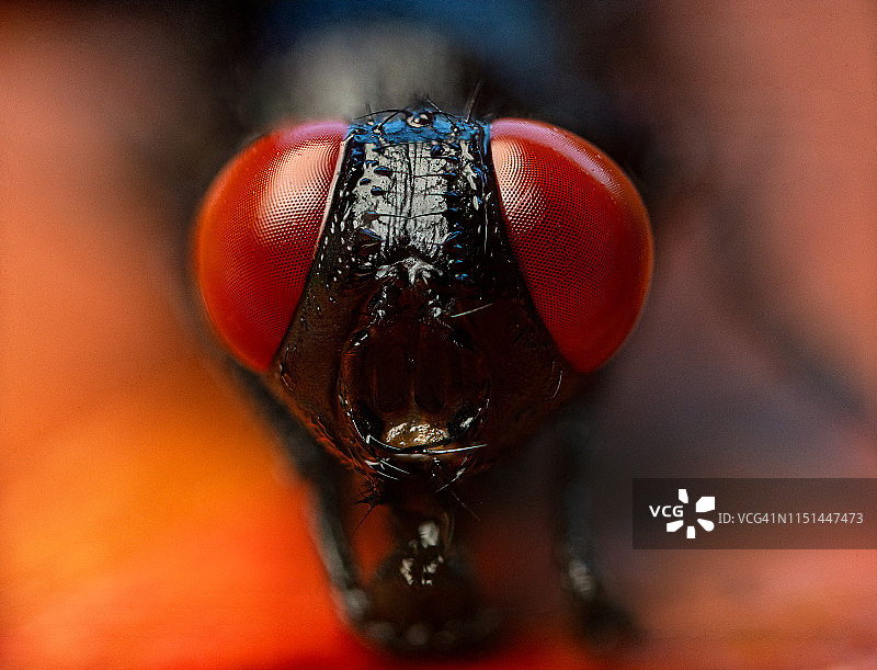 红眼苍蝇的微距照片图片素材