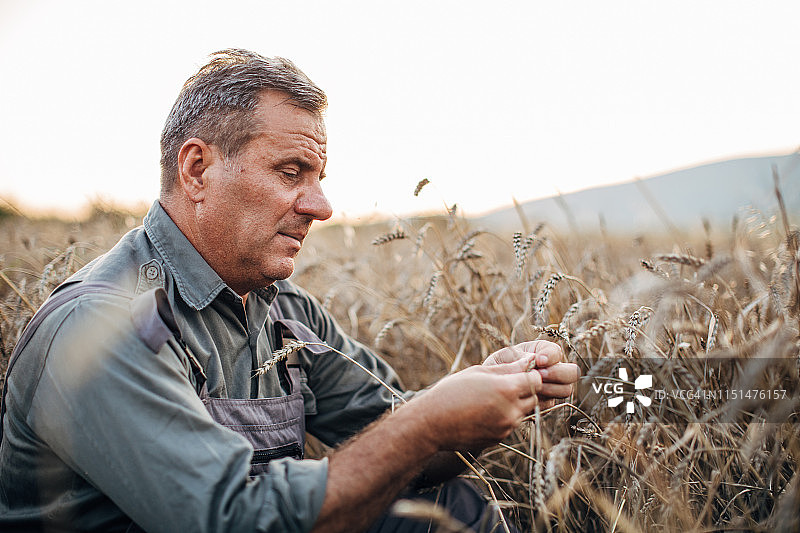 年长的农民拿着全麦图片素材