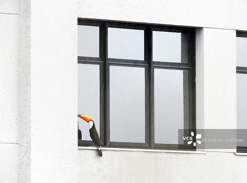 窗户旁的巨嘴鸟图片素材