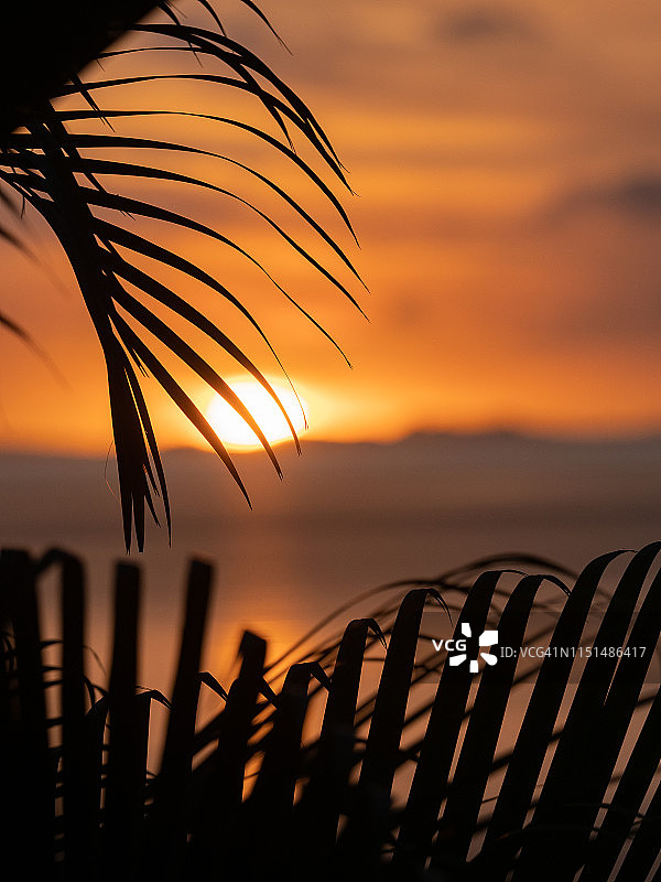 斐济日落与棕榈叶图片素材