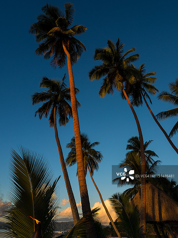 日落时分的斐济棕榈树图片素材