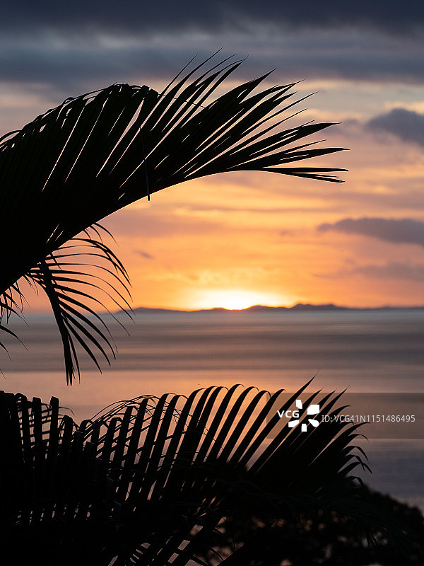 斐济日落与棕榈叶图片素材