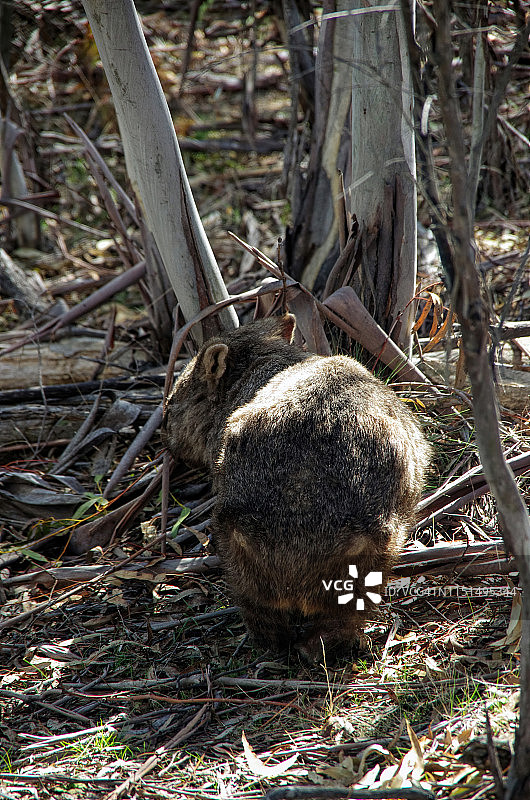 澳大利亚新南威尔士州科希丘什科国家公园Sawpit Creek附近的袋熊图片素材