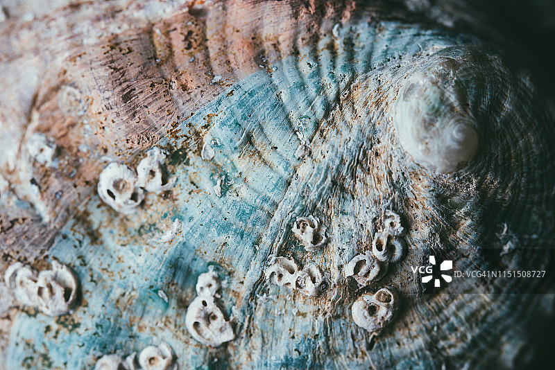 鲍鱼贝壳宏观图片素材