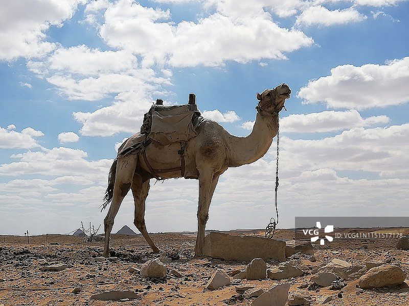 法老左塞尔 funerary 建筑群的骆驼，背景是 Saqqara 的金字塔图片素材