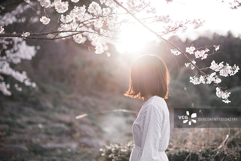 樱花树下的女子图片素材