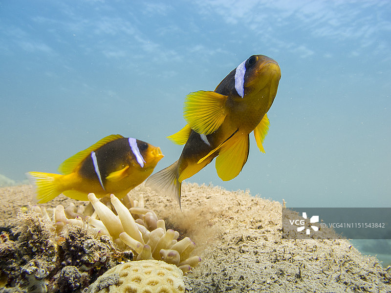 两条红海葵鱼与清澈的蓝色海水图片素材