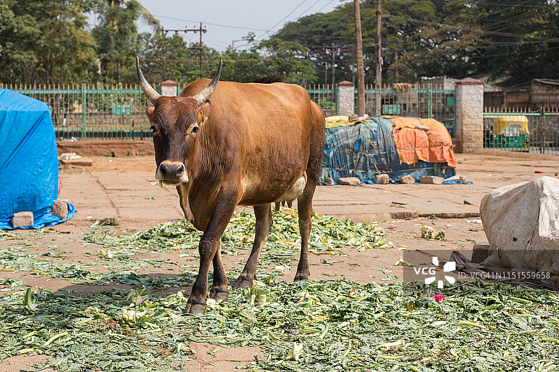 带角母牛凝视镜头，班加罗尔图片素材