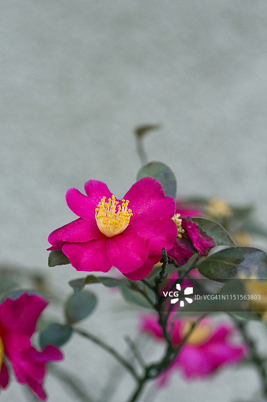 山茶花图片素材