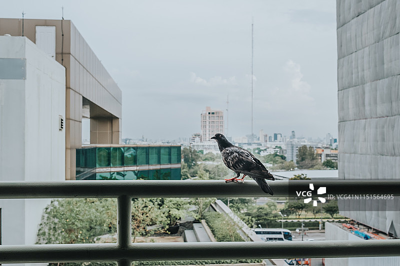 城市一景：鸽子栖息在围栏上图片素材
