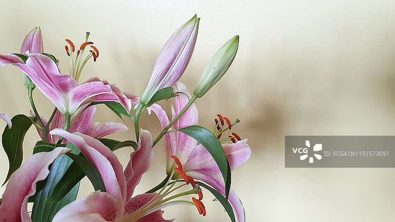 粉色星相家鸢尾花特写图片素材