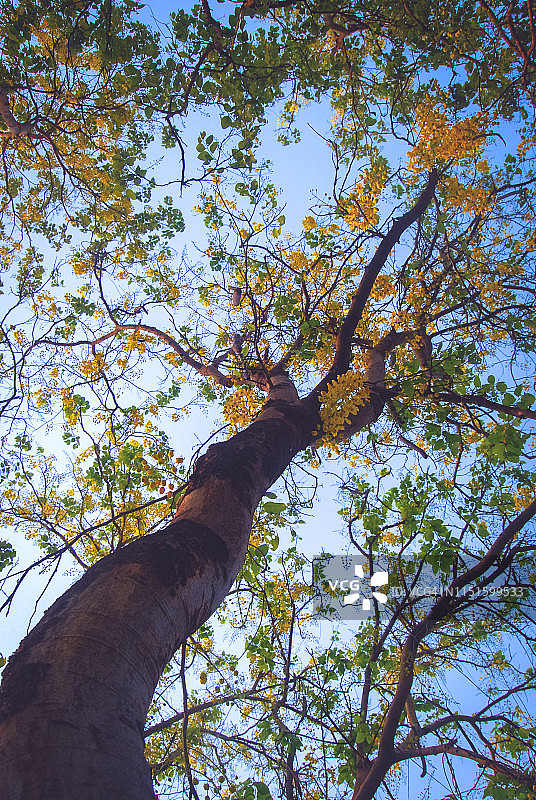 阿勃勒／决明／印度金链花图片素材