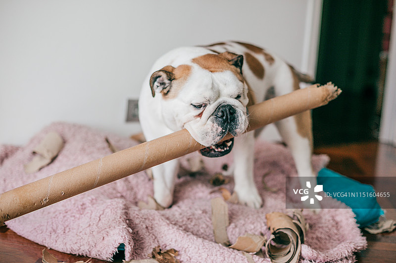 狗咬一些纸板管图片素材