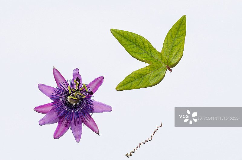 蓝色西番莲平铺图图片素材