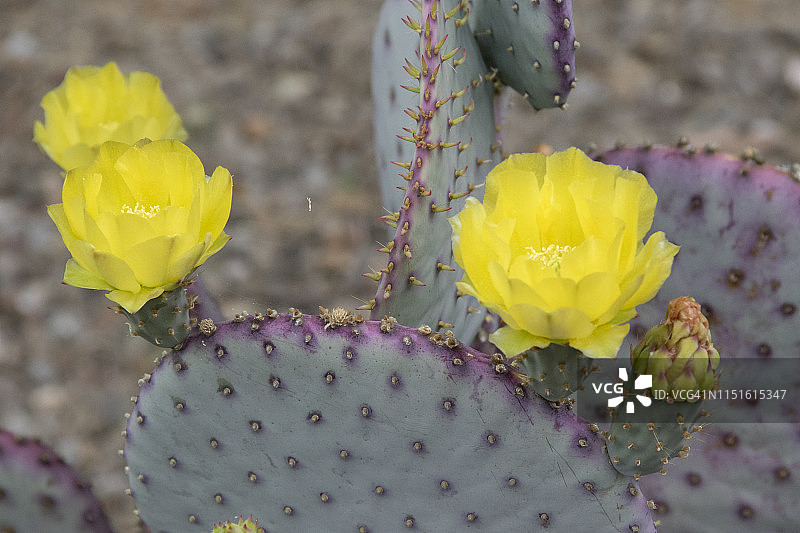 紫色仙人掌花和花蕾图片素材