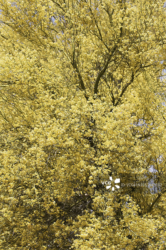 盛开的帕洛韦德树图片素材