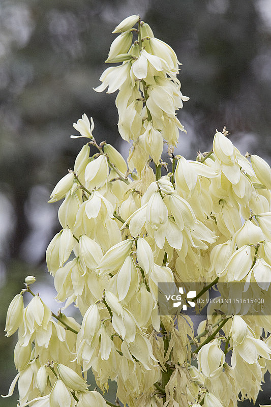 丝兰花图片素材