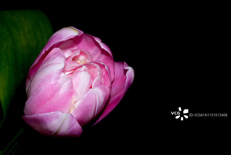 粉色郁金香和叶子图片素材