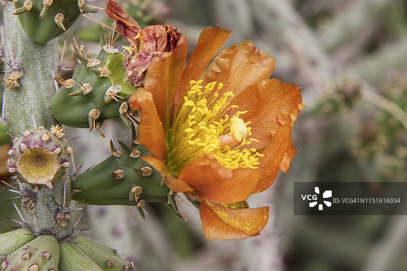 鹿角柱仙人掌花图片素材