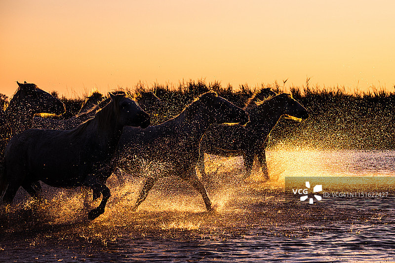 卡马格湿地奔跑的白色野马图片素材