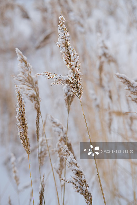 覆盖着雪的干燥沿海芦苇，垂直自然背景图片素材