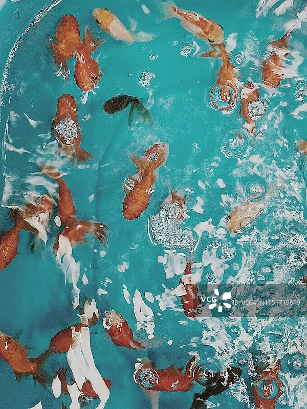 泰国鱼缸中的热带鱼特写图片素材