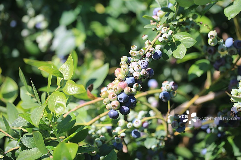 采摘蓝莓图片素材