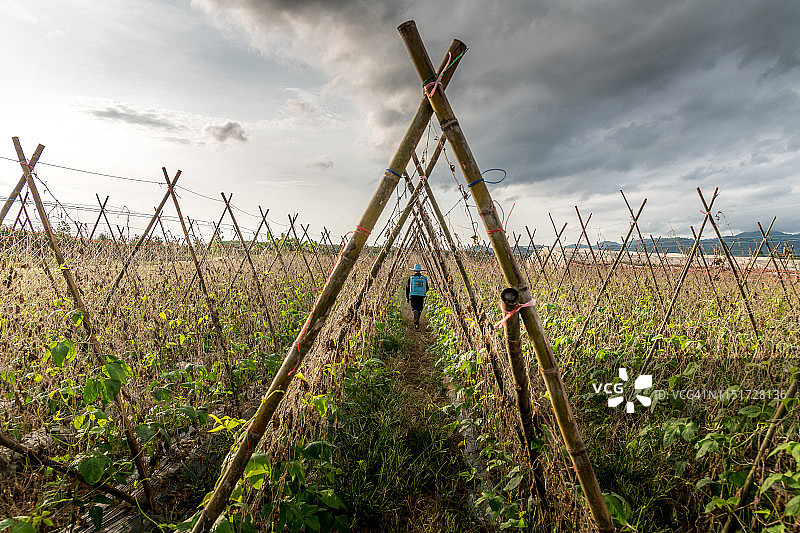 农民在田间喷洒除草剂或化肥，种植豇豆图片素材