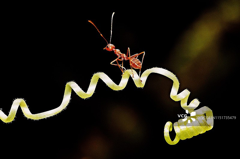 在葡萄藤手上行走的蚂蚁 - 黑色背景图片素材