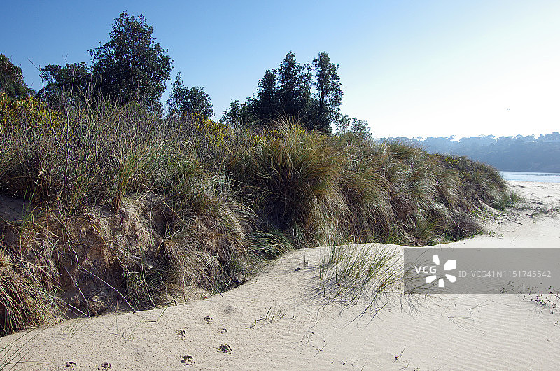 滨刺麦保护澳大利亚新南威尔士州梅林布拉海滩的沙丘免受侵蚀图片素材