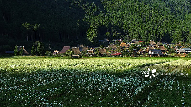 阳光和阴影下的荞麦田图片素材