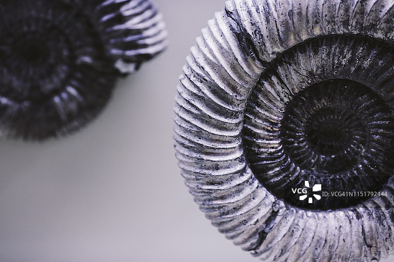 鹦鹉螺化石图片素材