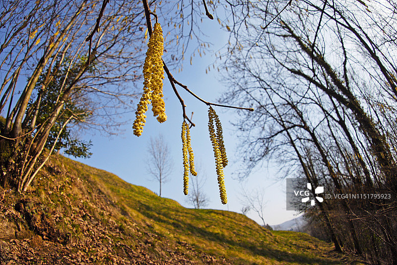 春季景观中普通榛树上的雄性柔荑花序枝条图片素材