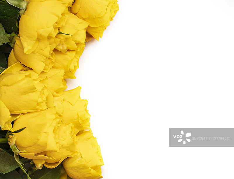 黄玫瑰图片素材