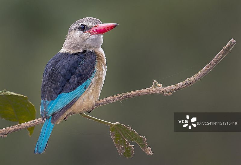 灰头翠鸟图片素材