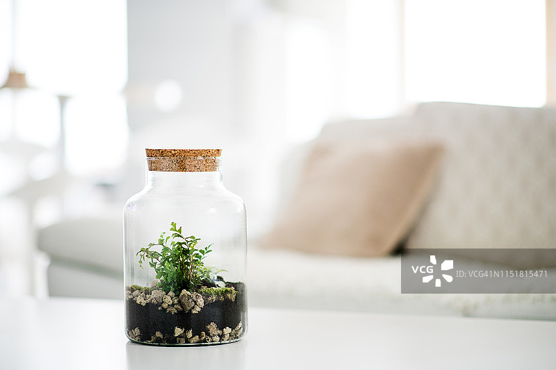 公寓盆栽生态缸特写图片素材