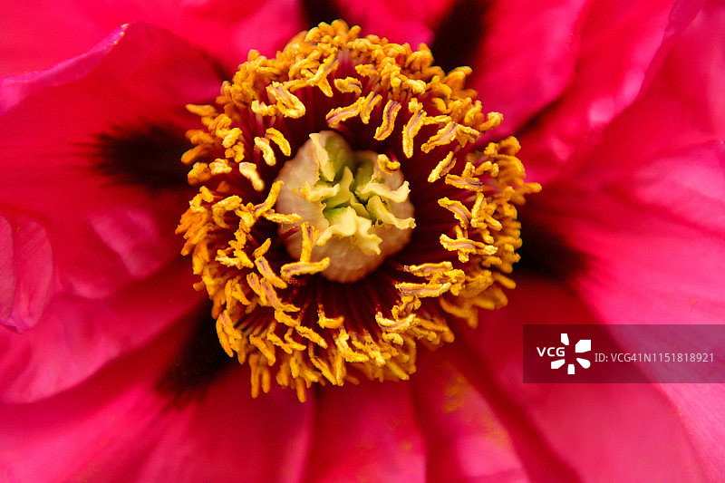 牡丹花图片素材